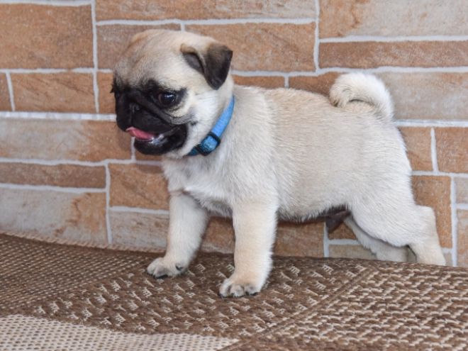 Mops Welpe kaufen