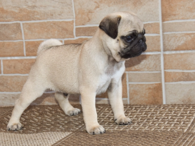 Perros Carlino en venta