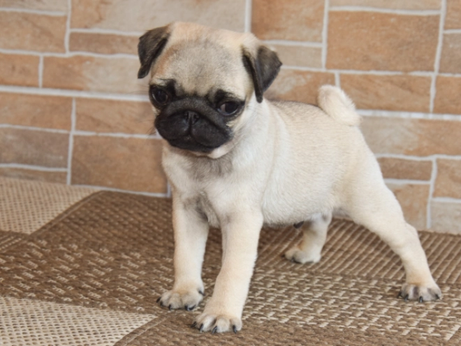 Perros Carlino en venta