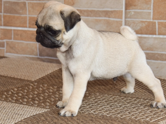 Perros Carlino en venta