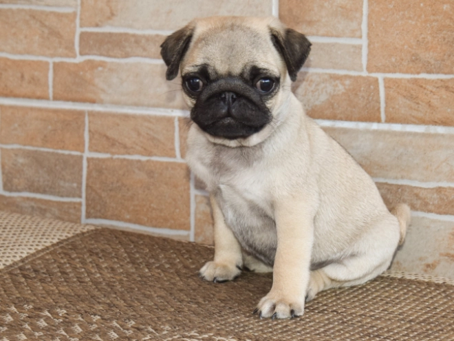 Perros Carlino en venta