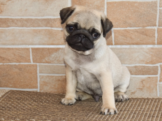 Perros Carlino en venta