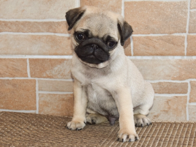 Perros Carlino en venta