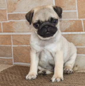 Perros Carlino en venta