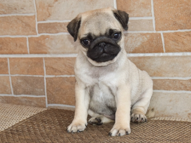 Perros Carlino en venta