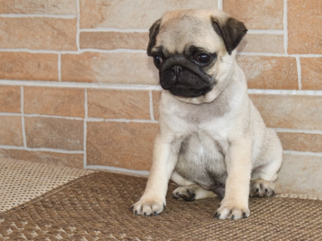 Perros Carlino en venta