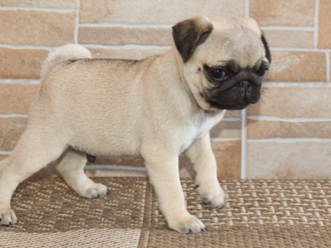 Perros Carlino en venta
