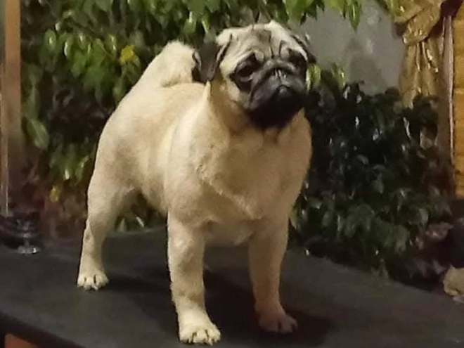 Perros Carlino en venta