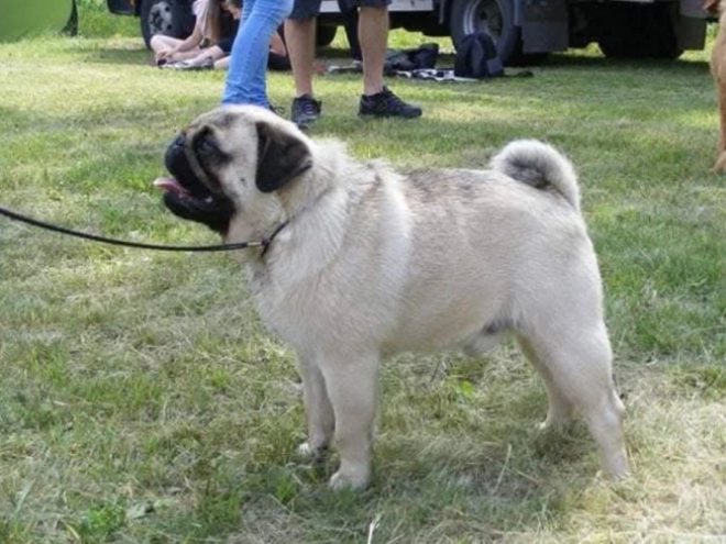 Perros Carlino en venta