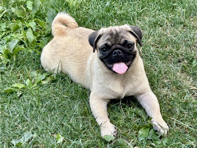 Perros Carlino en venta