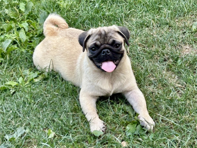 Perros Carlino en venta