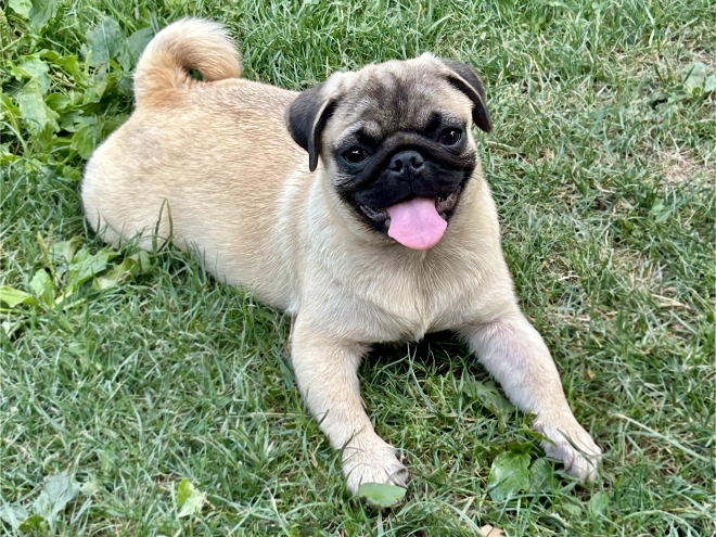 Perros Carlino en venta