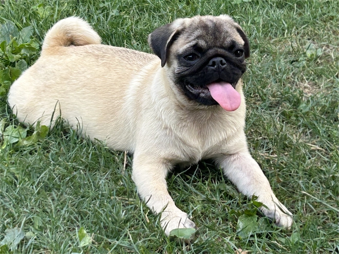 Perros Carlino en venta