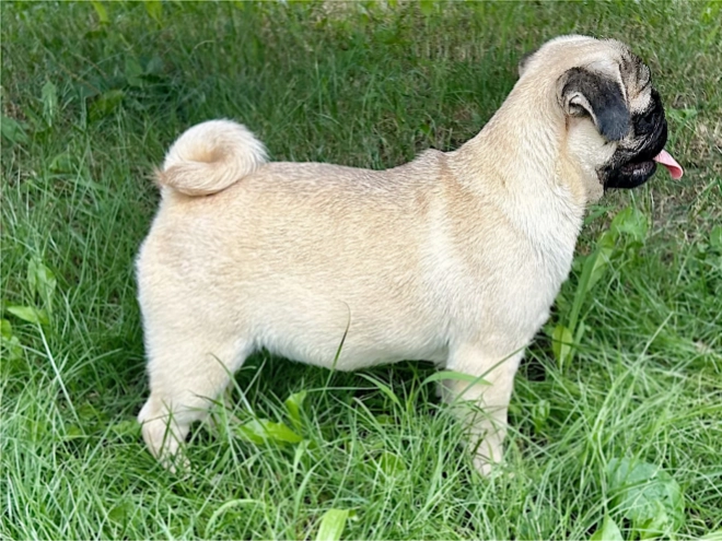 Perros Carlino en venta