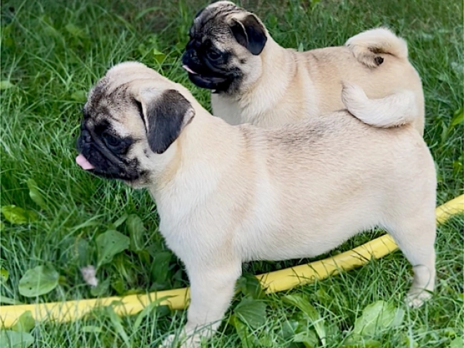 Perros Carlino en venta