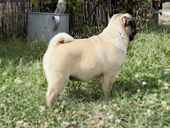 Perros Carlino en venta