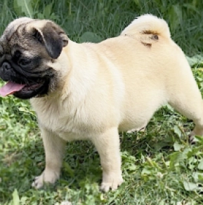 Perros Carlino en venta