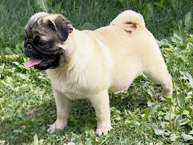 Perros Carlino en venta
