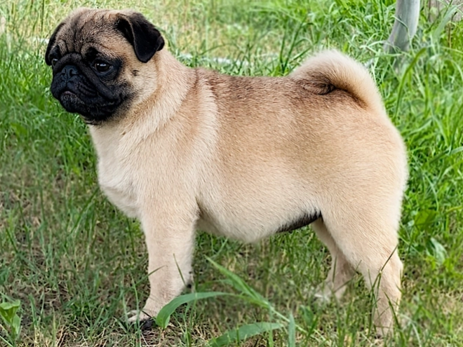 Perros Carlino en venta