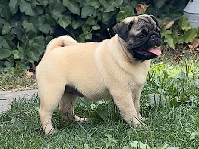 Perros Carlino en venta