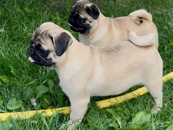 Perros Carlino en venta
