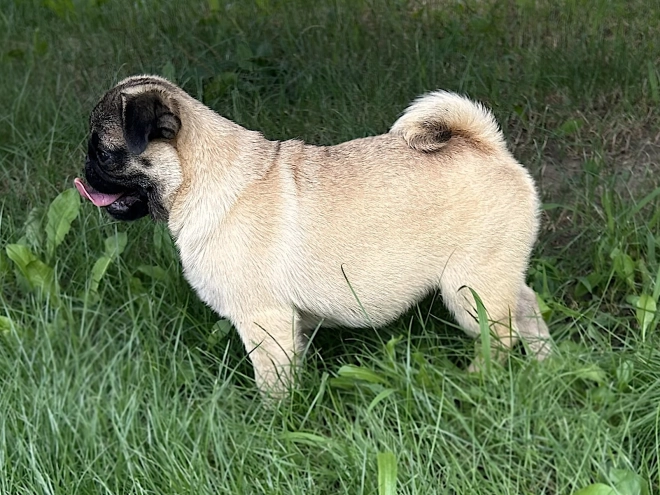 Perros Carlino en venta
