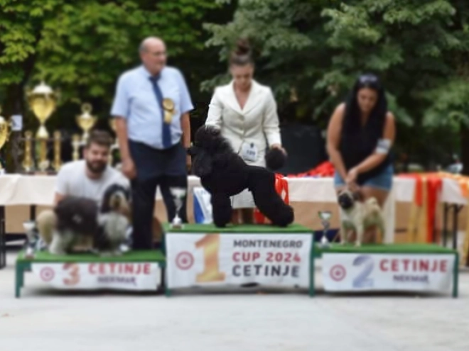 Perros Carlino en venta