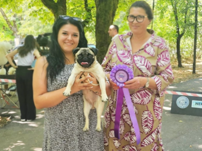 Perros Carlino en venta