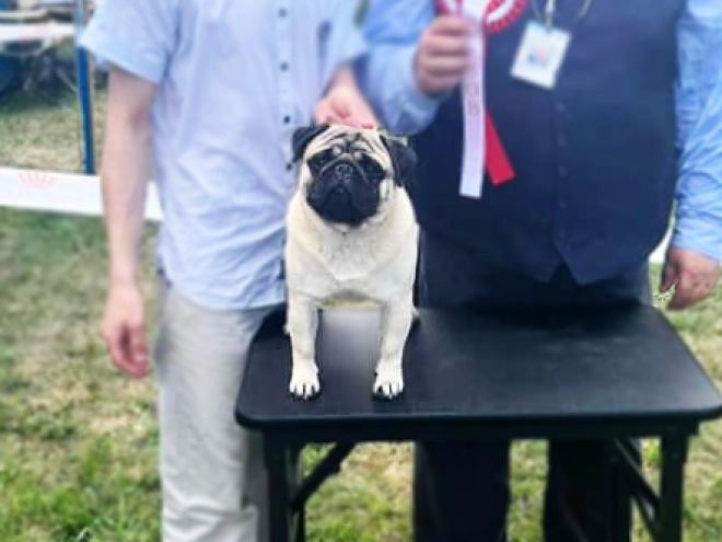 Perros Carlino en venta