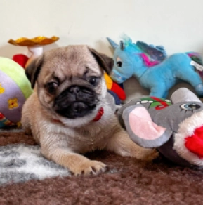 Mops Welpe zu verkaufen