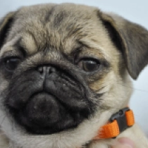 Pug puppy for sale