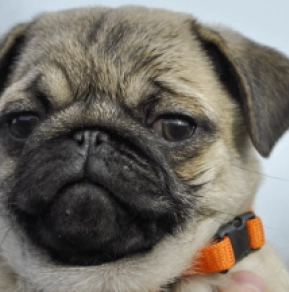 Perros Carlino en venta