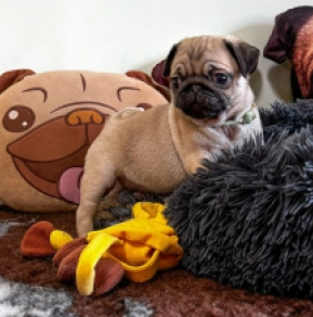 Mops Welpe zu verkaufen