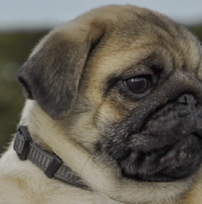 Perros Carlino en venta