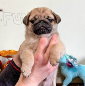 Mops Welpe zu verkaufen