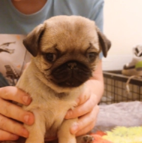 Pug puppy