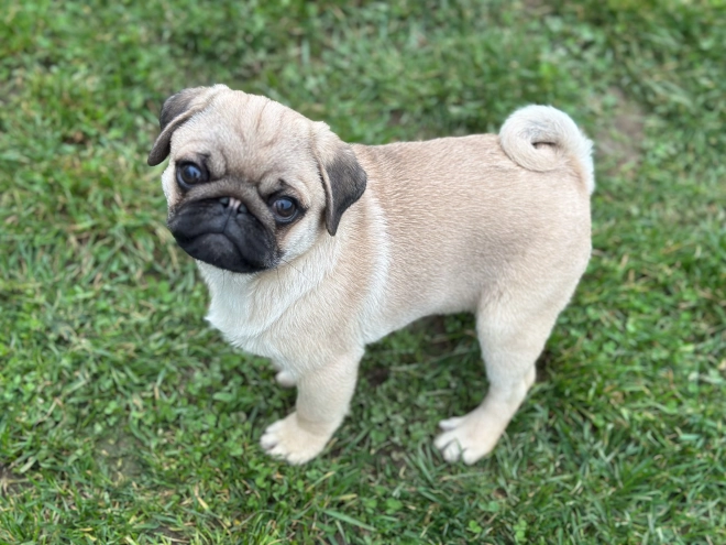 Perros Carlino en venta