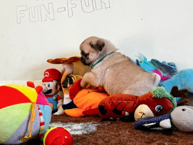 Mops Welpe zu verkaufen