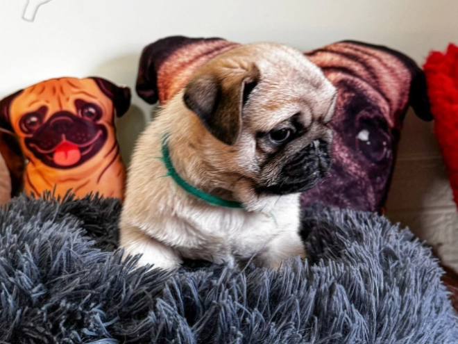 Mops Welpe zu verkaufen