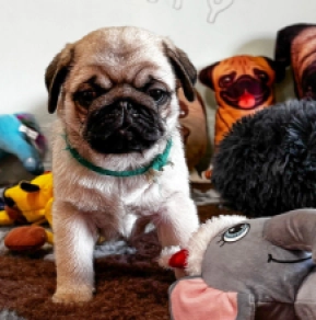 Mops Welpe zu verkaufen