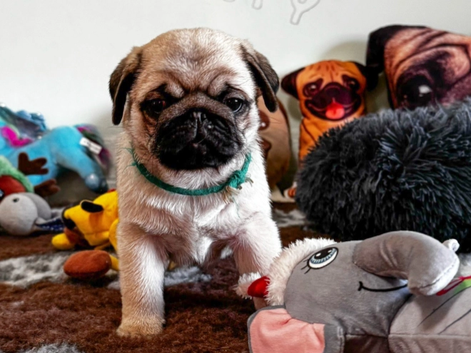 Mops Welpe zu verkaufen