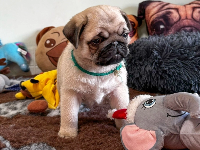 Mops Welpe zu verkaufen