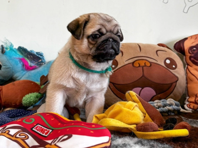 Mops Welpe zu verkaufen