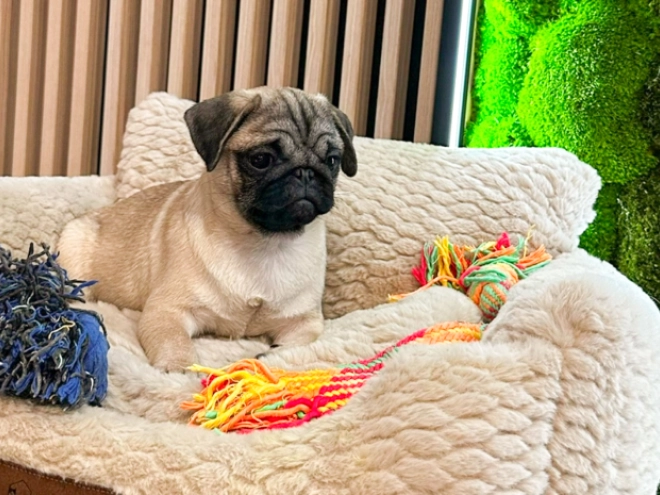 Pug puppy for sale