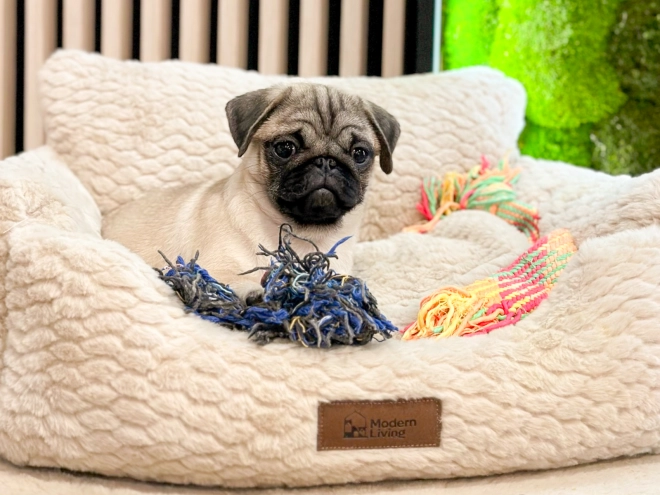 Pug puppy for sale