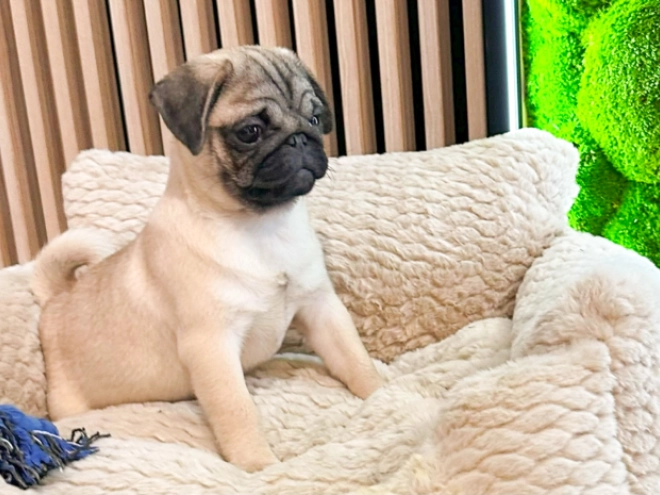 Pug puppy for sale