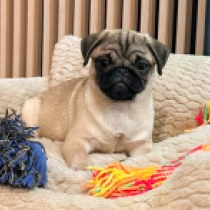 Candy Cane, fawn Pug for sale