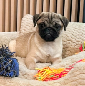 Pug puppy for sale