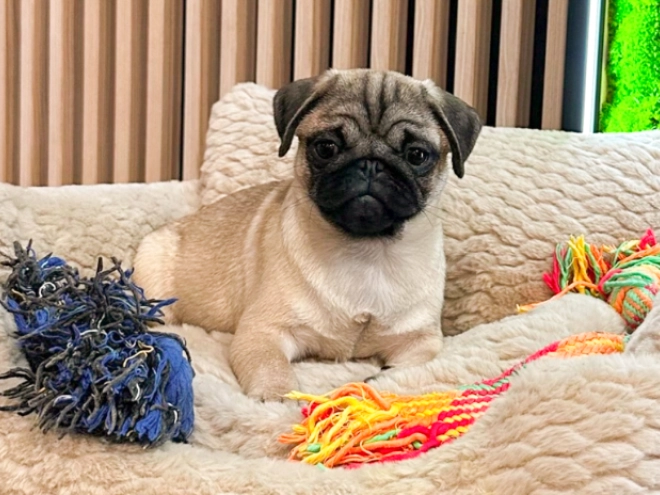 Pug puppy for sale