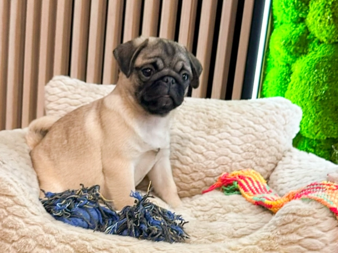 Pug puppy for sale